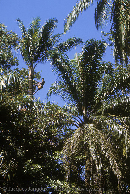 Africa, Democratic Republic of the Congo, Ngiri River islands, Libinza tribe. Man climbing raphia palm tree to collect sap to make palm wine.