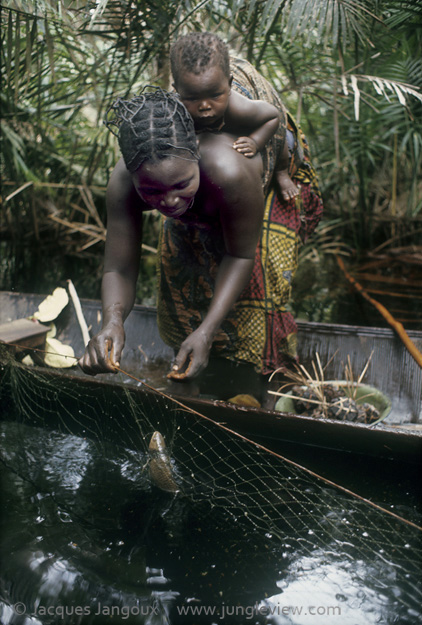 Africa, Democratic Republic of the Congo, Ngiri River area, Libinza tribe. Woman carrying baby in canoe, removing fish caught in net in swamp forest.