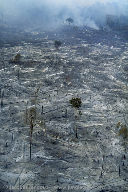 Aerial of smoldering remains of Amazon rainforest burned for clearing for cattle ranching, Para, Brazil