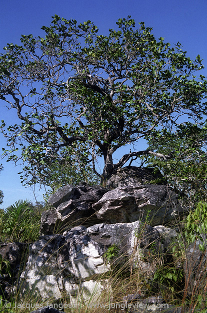 Contorted tree, saxicolous vegetation (growing among rocks) on Pre-Cambrian rock outcrop in Brazilian Highlands, Goias State, Brazil